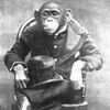 chimpanzeethat